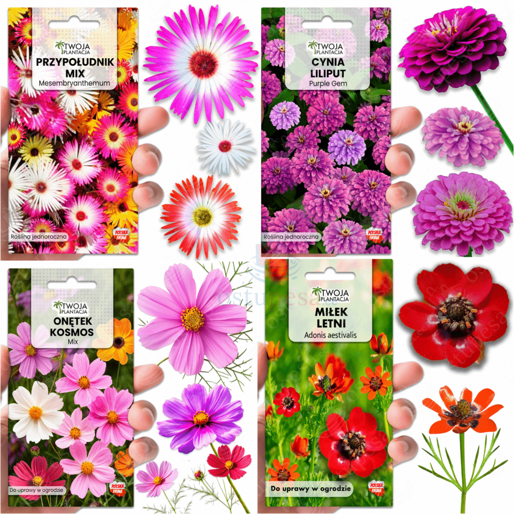 Suvelillede seemned, 4 erinevat komplektis (Kosmos, Adonis, Cynia, Mesembryanthemum)