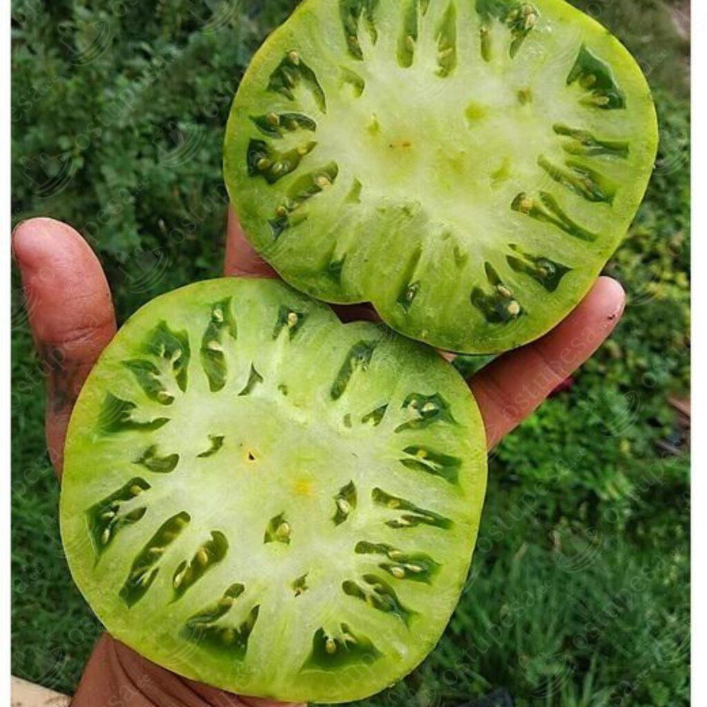 Tomatiseemned “Evergreen”