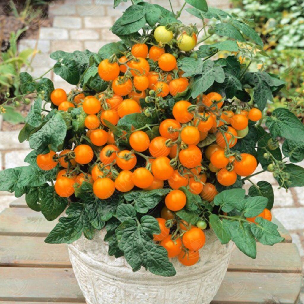 Tomatiseemned, punane Bajaja, kollane Aztek ja oranž Venus komplektis