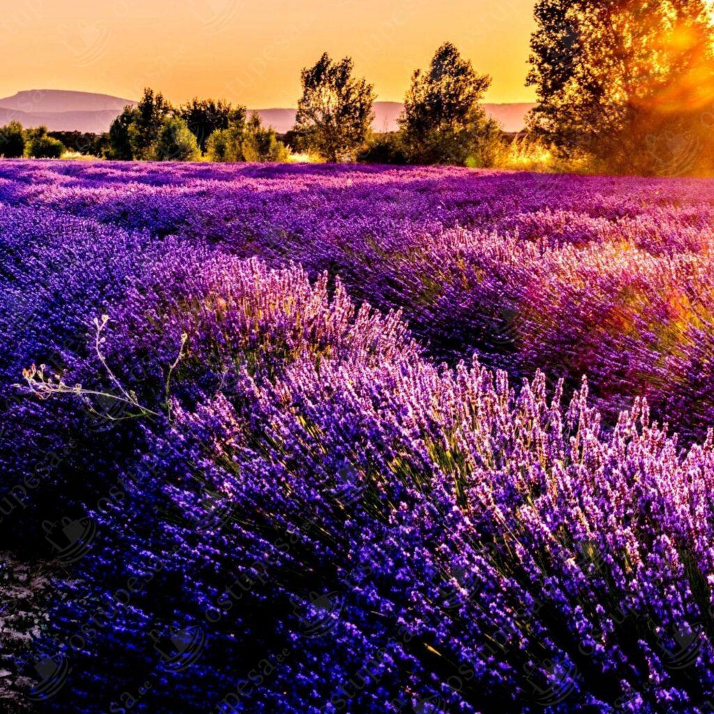 Inglise lavendli ehk tähklavendli seemned, 3 pakki komplektis