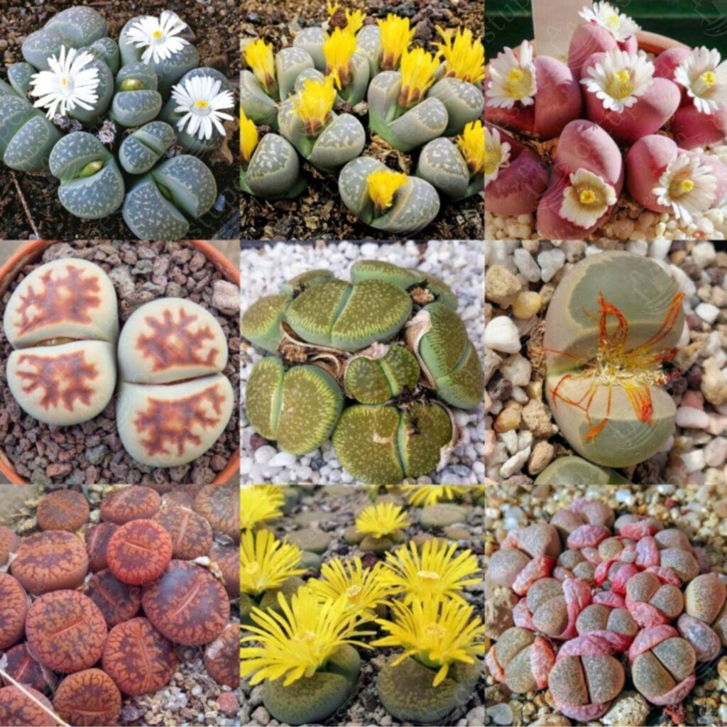 Värvilised “elavad kivid”, Lithops, 20 seemet pakis