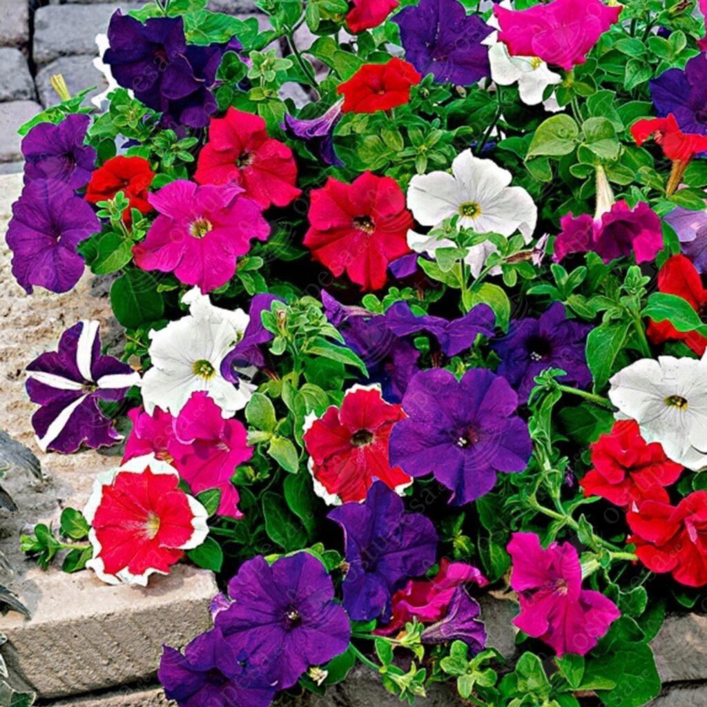 Ripp-petuunia seemned, segupakk, 500 seemet pakis