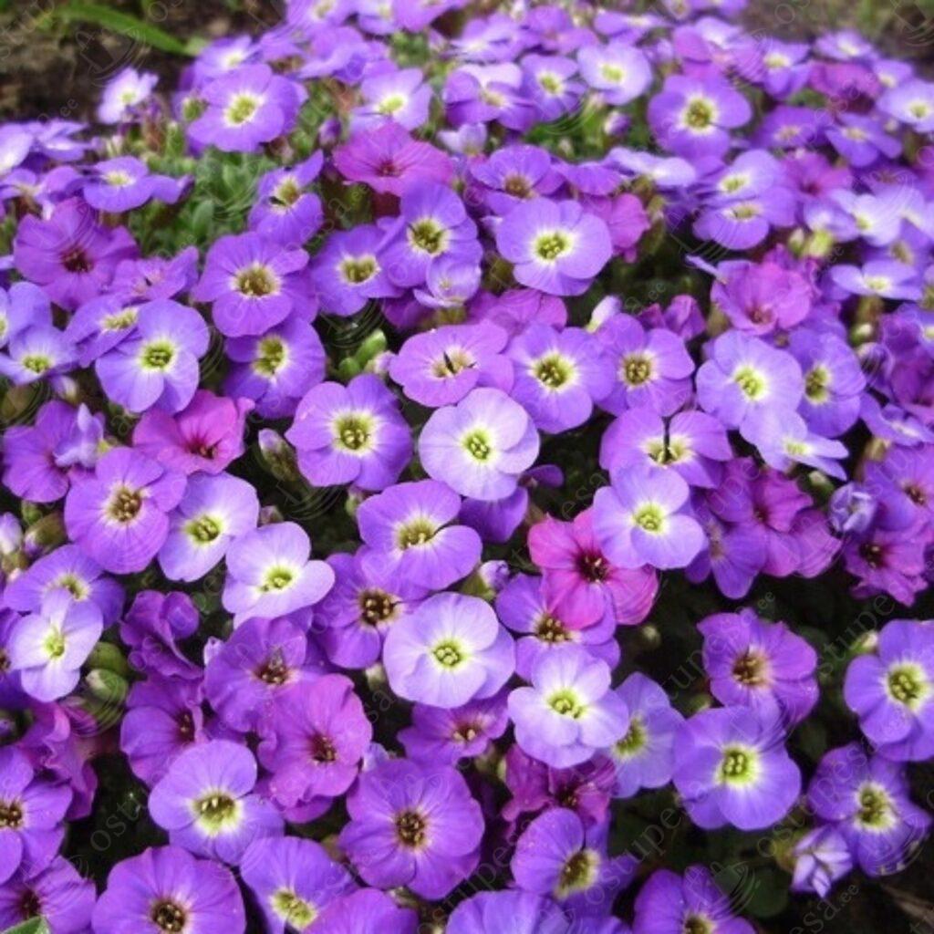 Harilik aubrieeta “Aubrieta Deltoidea” seemned, 2 pakki komplektis