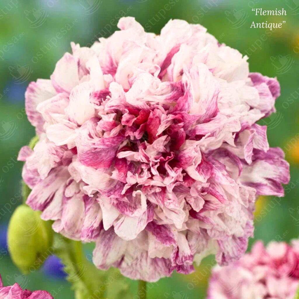 Pojengiõielise mooni seemned, Papaver paeoniflorum