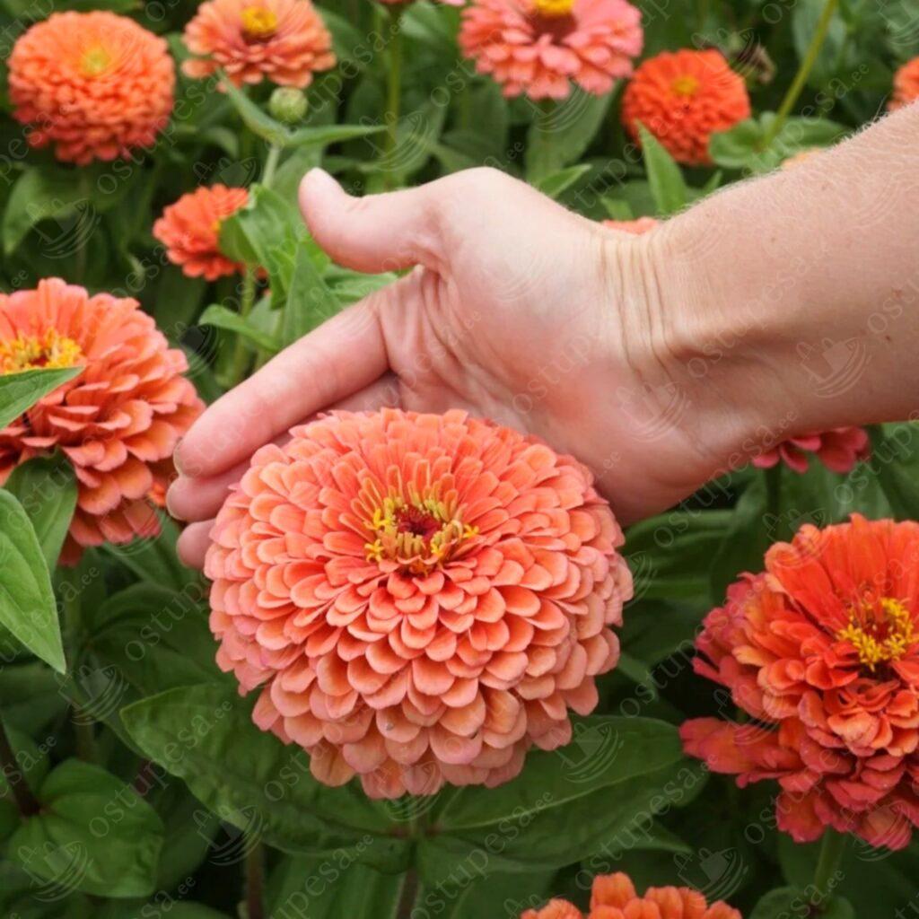 Pruudisõlg, seemned, Zinnia elegans Benary’s Giant Salmon Rose