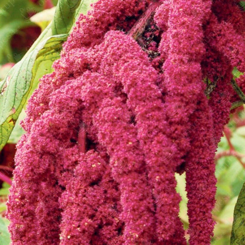 Aed-Rebashein “Amaranthus caudatus” seemned, 2 pakki komplektis