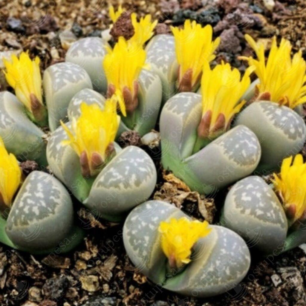 Värvilised “elavad kivid”, Lithops, 20 seemet pakis