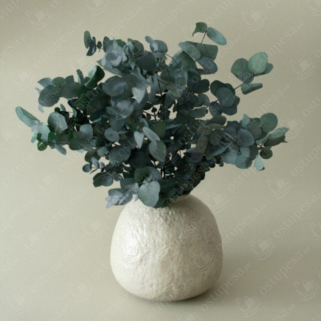 Hall eukalüpt “Silver Dollar”, seemned