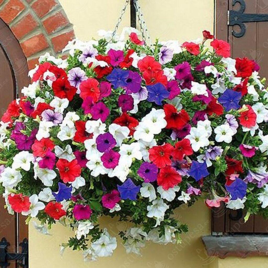 Ripp-petuunia seemned, segupakk, 500 seemet pakis