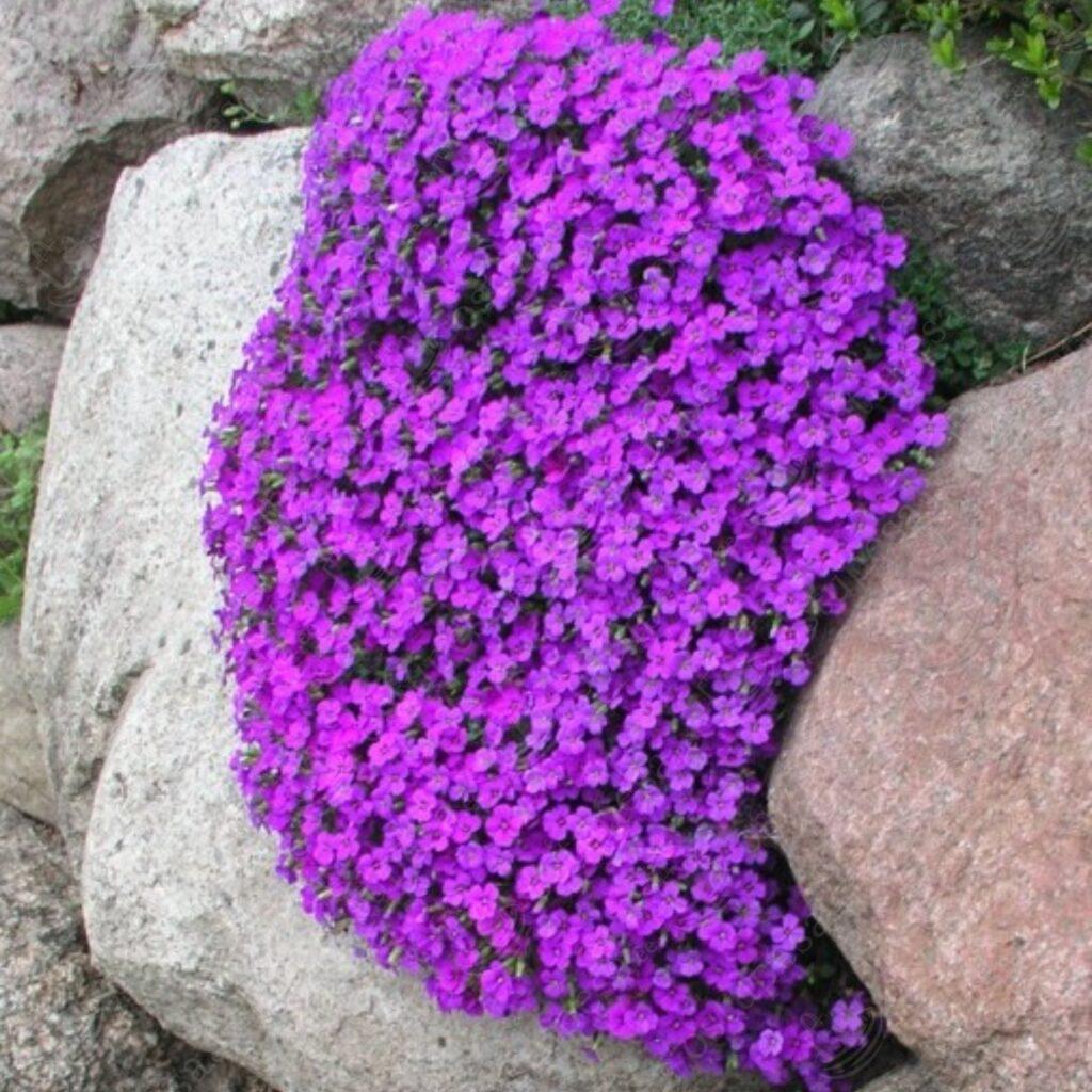 Harilik aubrieeta “Aubrieta Deltoidea” seemned, 2 pakki komplektis