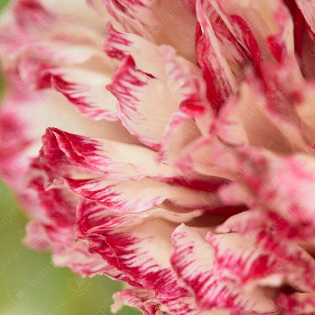Pojengiõielise mooni seemned, Papaver paeoniflorum