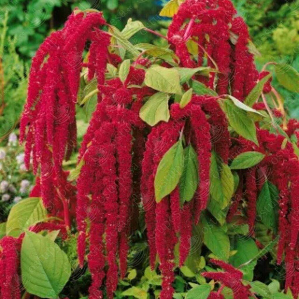 Aed-Rebashein “Amaranthus caudatus” seemned, 2 pakki komplektis