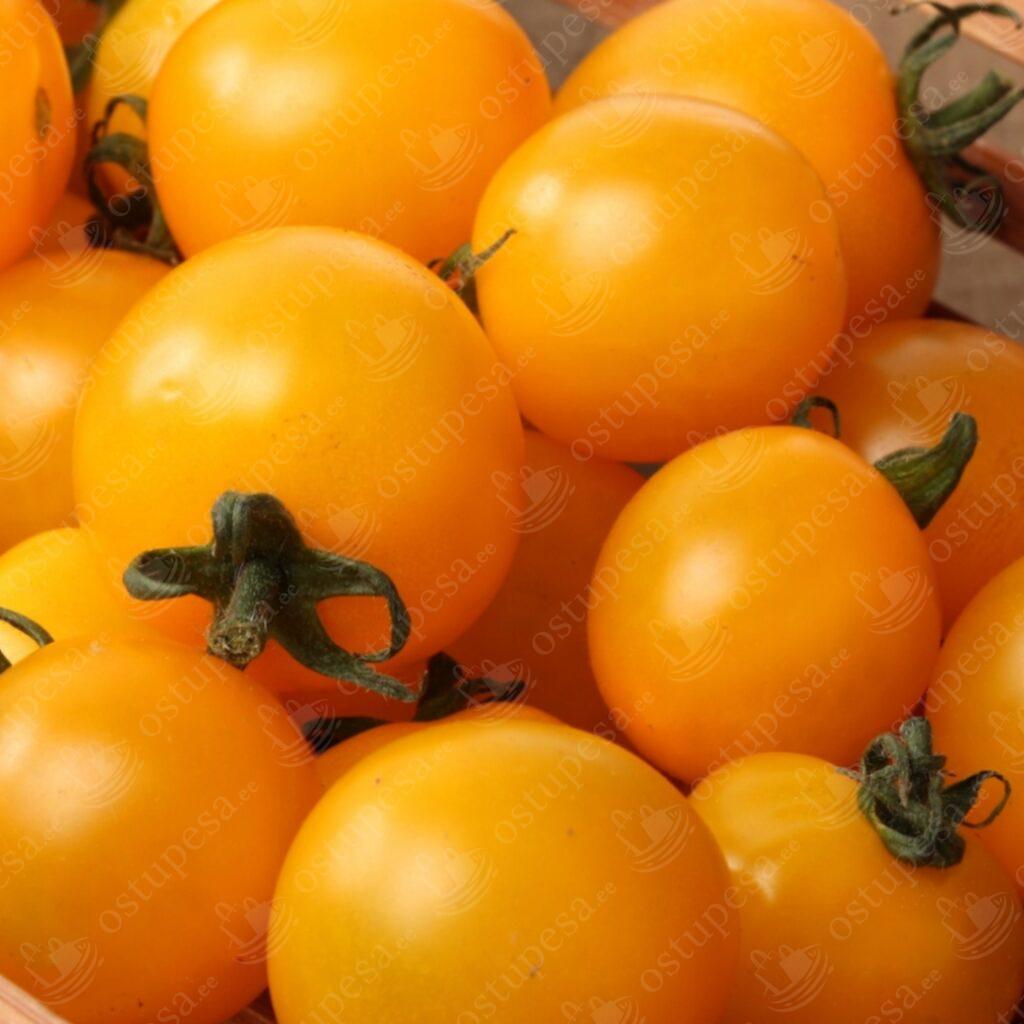 Tomatiseemned, punane Bajaja, kollane Aztek ja oranž Venus komplektis