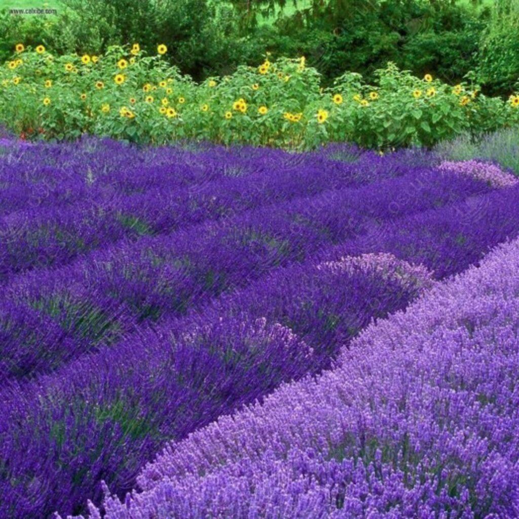 Inglise lavendli ehk tähklavendli seemned, 3 pakki komplektis