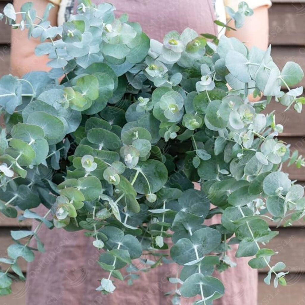 Hall eukalüpt “Silver Dollar”, seemned