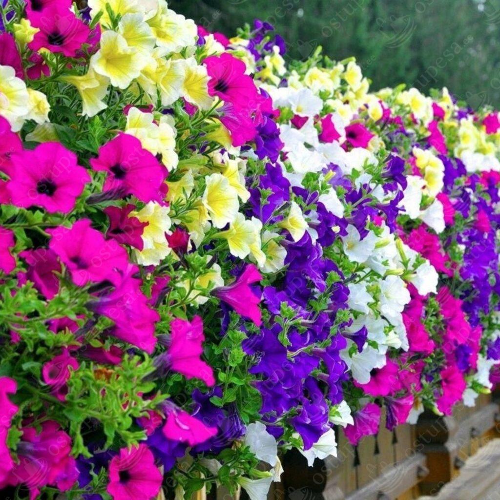 Ripp-petuunia seemned, segupakk, 500 seemet pakis