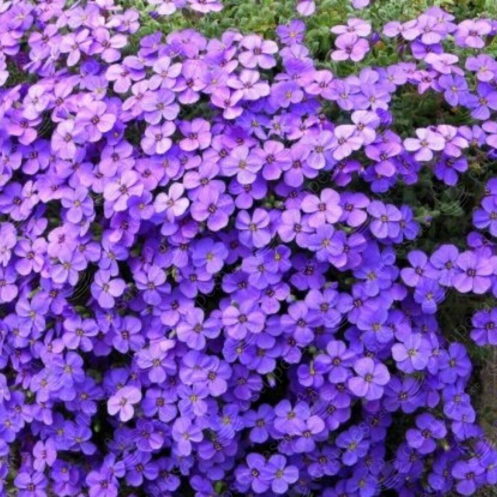 Harilik aubrieeta “Aubrieta Deltoidea” seemned, 2 pakki komplektis