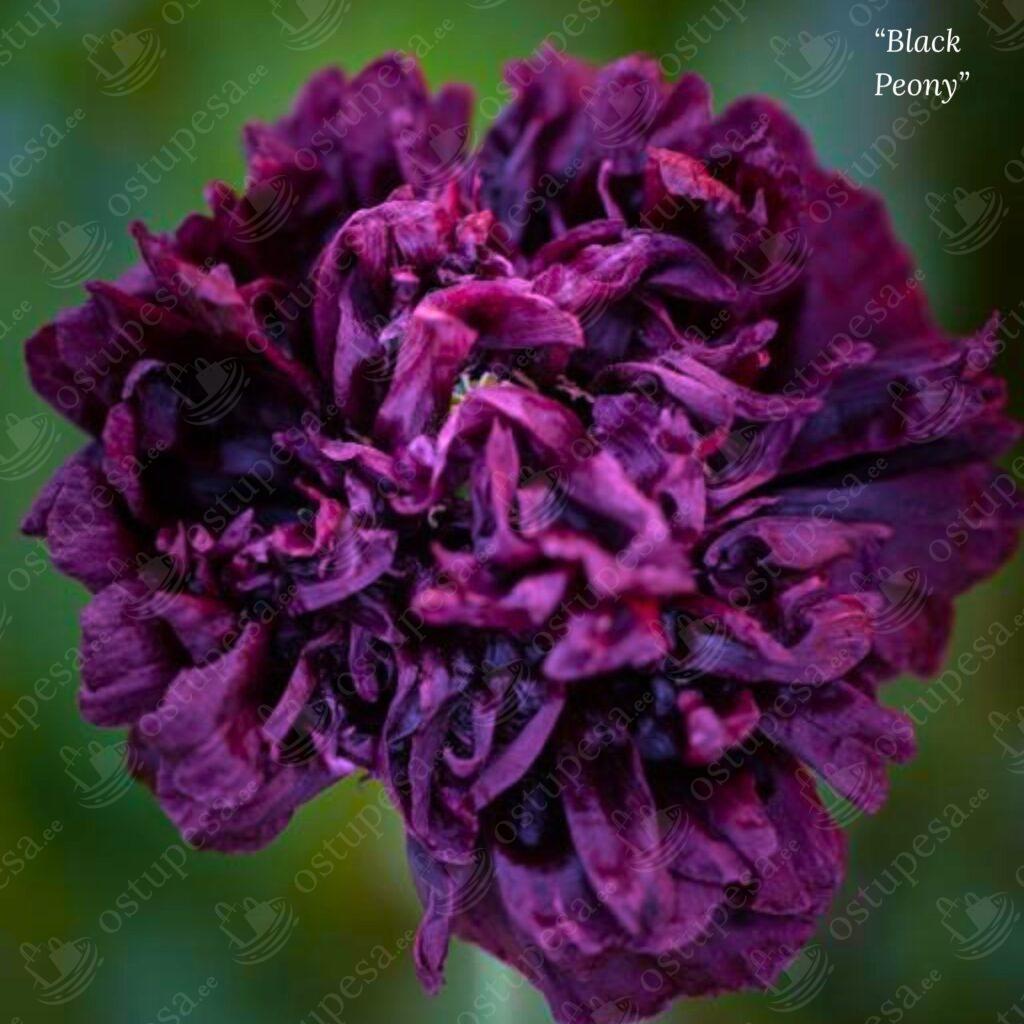 Pojengiõielise mooni seemned, Papaver paeoniflorum