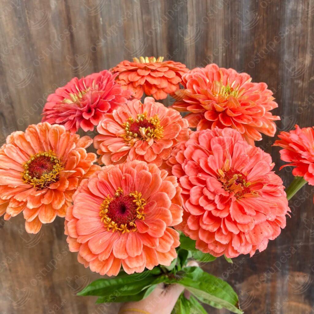 Pruudisõlg, seemned, Zinnia elegans Benary’s Giant Salmon Rose