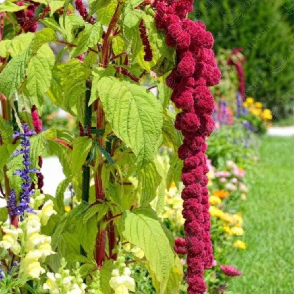 Aed-Rebashein “Amaranthus caudatus” seemned, 2 pakki komplektis