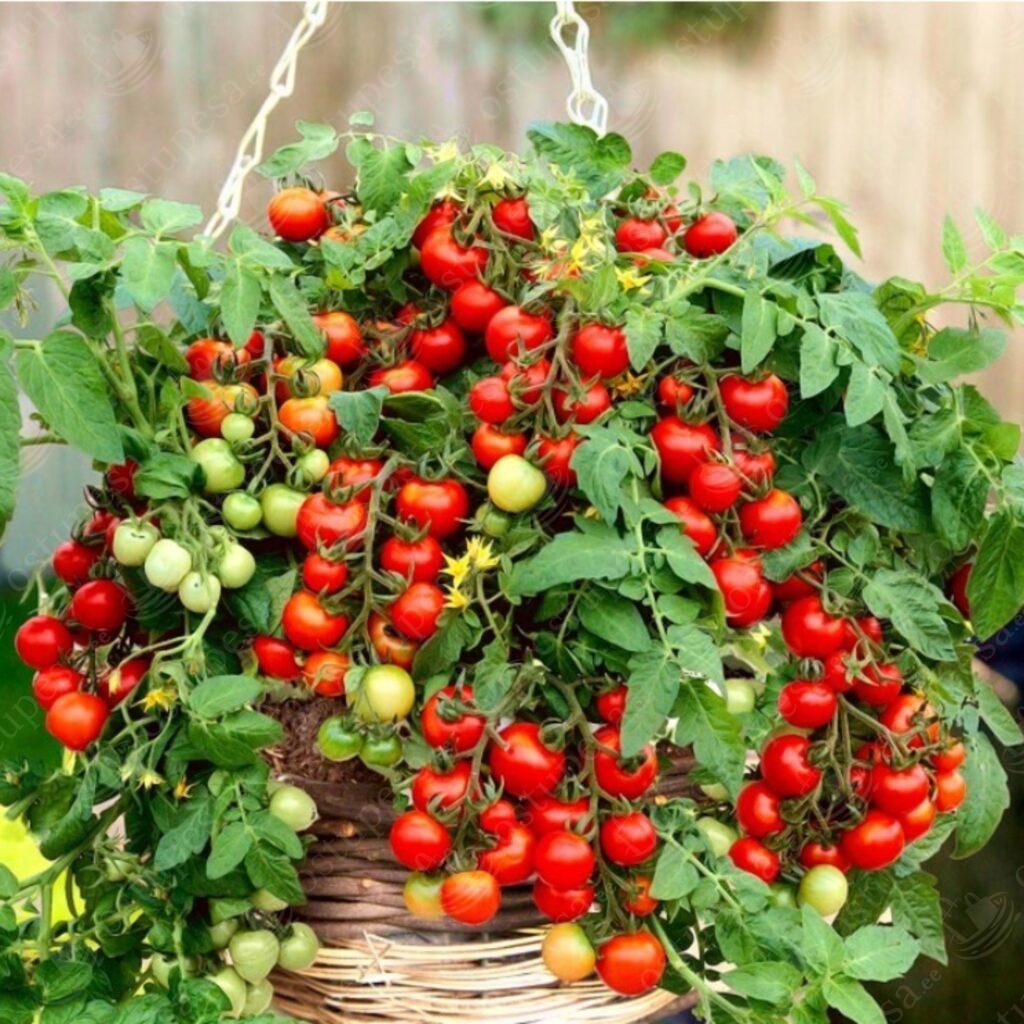 Tomatiseemned, punane Bajaja, kollane Aztek ja oranž Venus komplektis