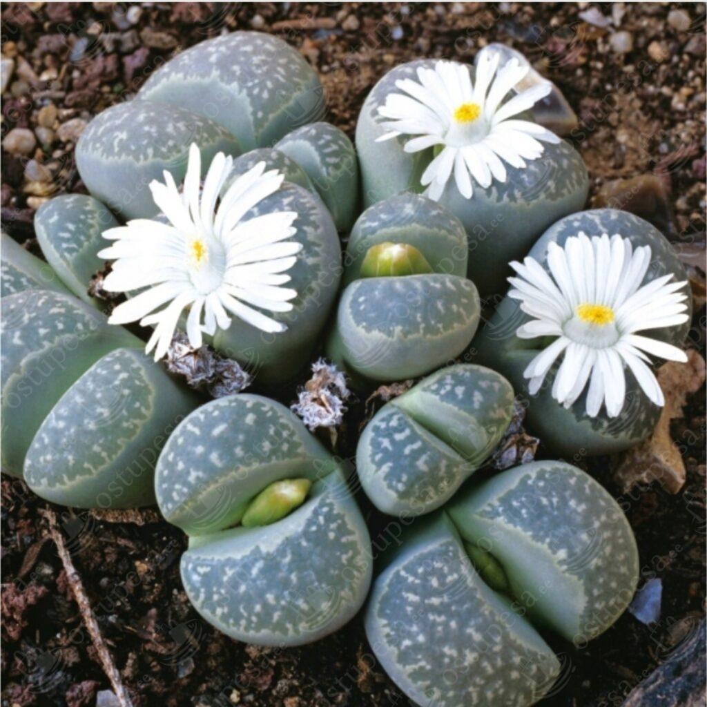 Elavad kivid, Lithops sp., värvide mix, 20 seemet pakis
