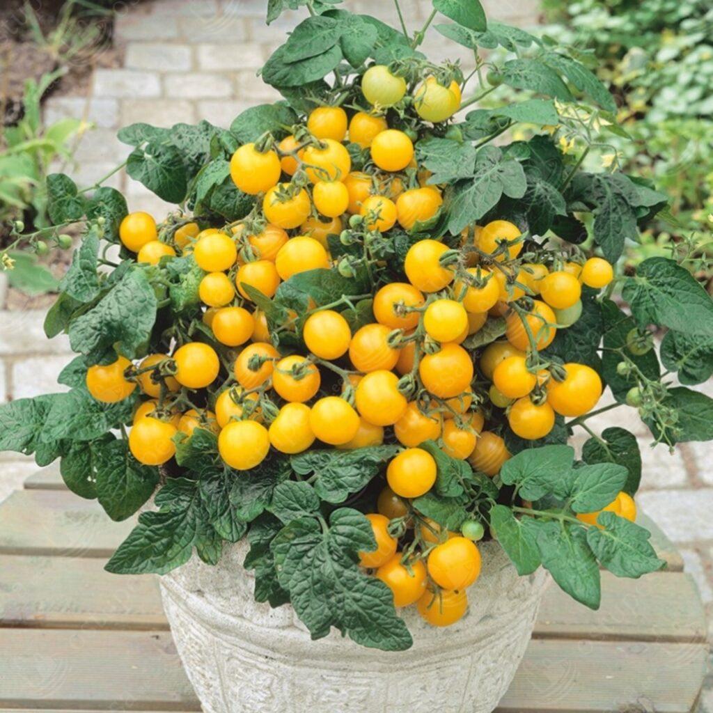 Tomatiseemned, punane Bajaja, kollane Aztek ja oranž Venus komplektis