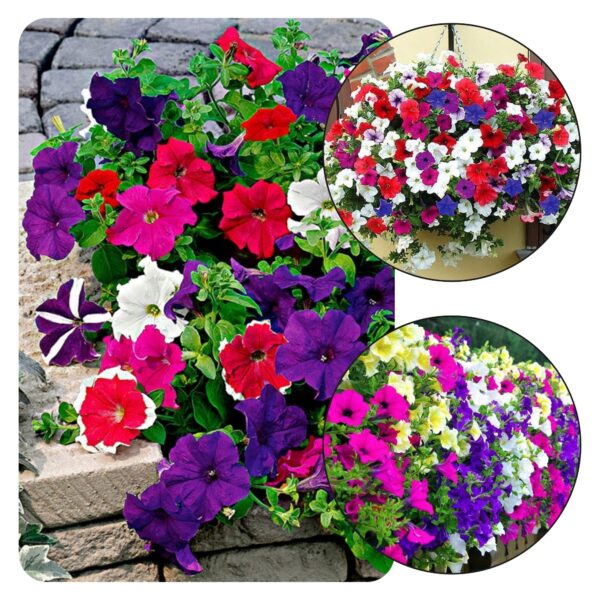 Ripp-petuunia seemned MIX värvides, 500 seemet pakis