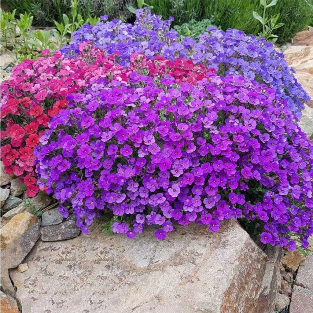 Harilik aubrieeta “Aubrieta Deltoidea” seemned, 2 pakki komplektis