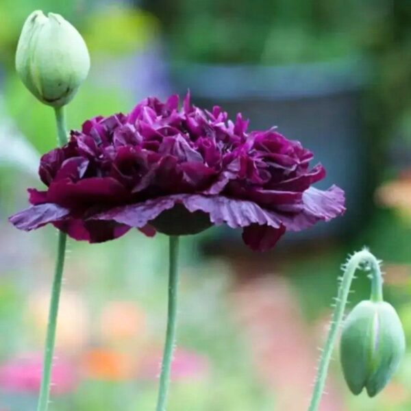 Pojengiõielise mooni seemned, Papaver paeoniflorum