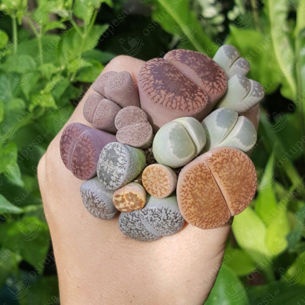Värvilised “elavad kivid”, Lithops, 20 seemet pakis