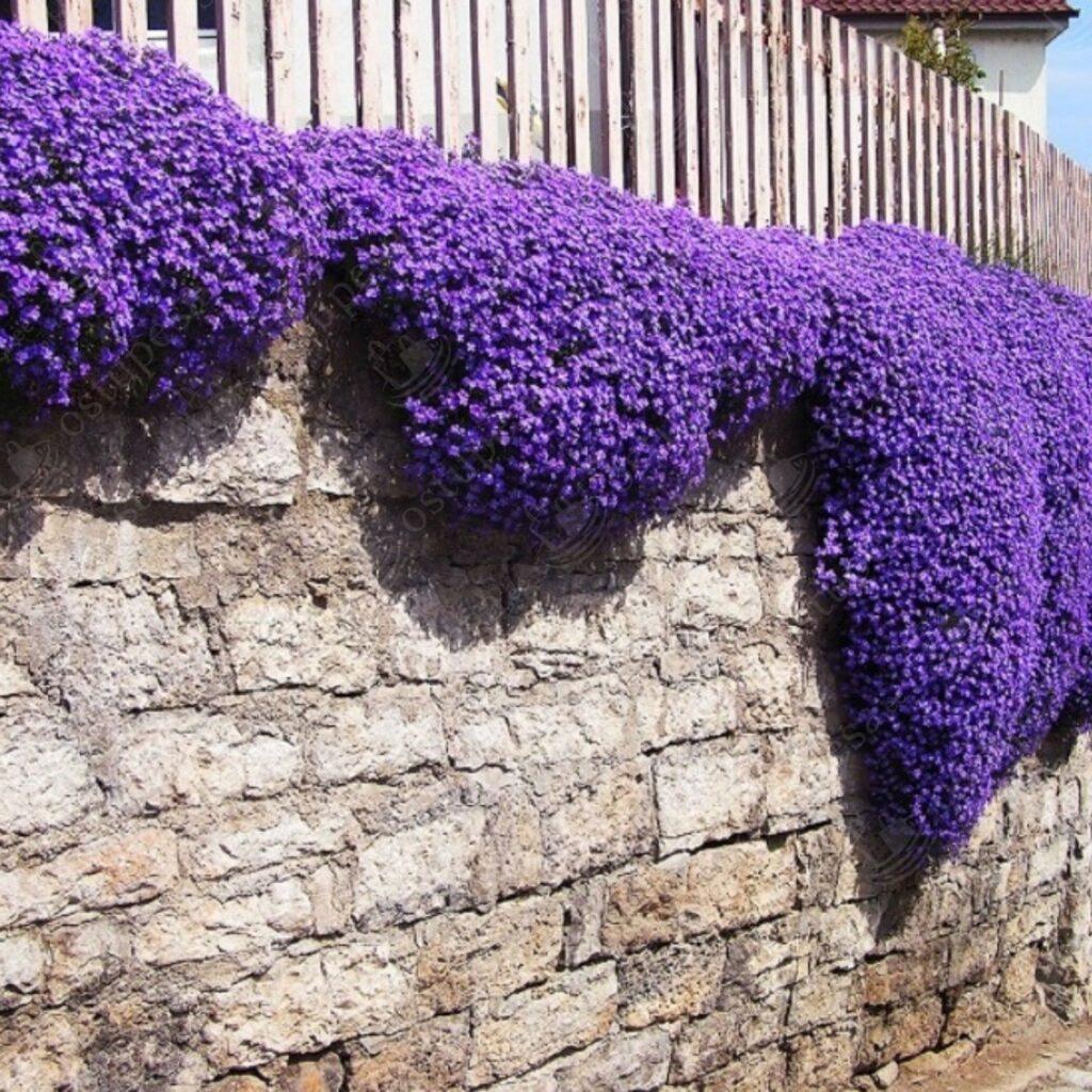 Harilik aubrieeta “Aubrieta Deltoidea” seemned, 2 pakki komplektis