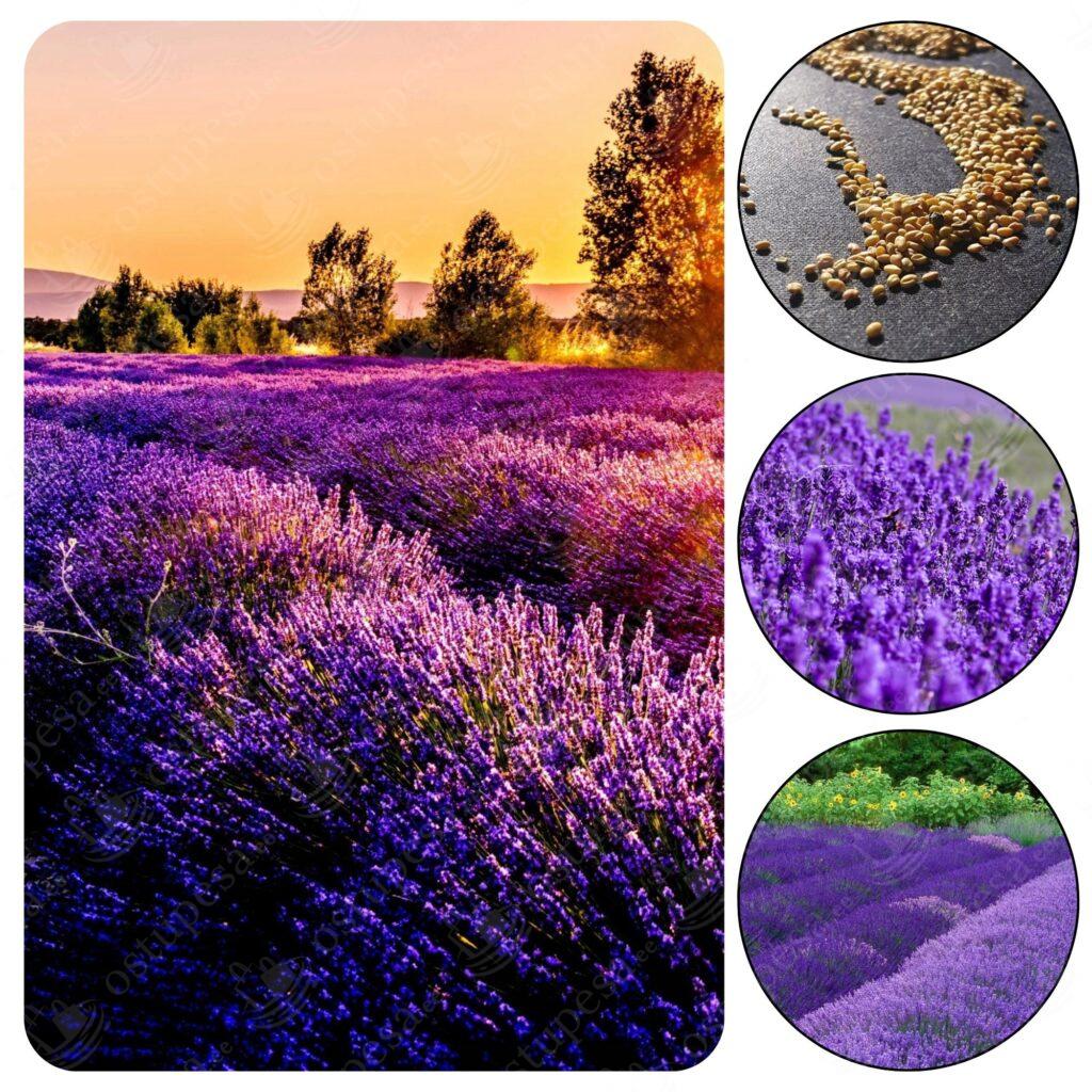 Inglise lavendli ehk tähklavendli seemned, 3 pakki komplektis