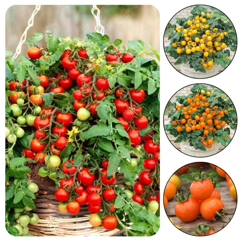 Tomatiseemned, punane Bajaja, kollane Aztek ja oranž Venus komplektis