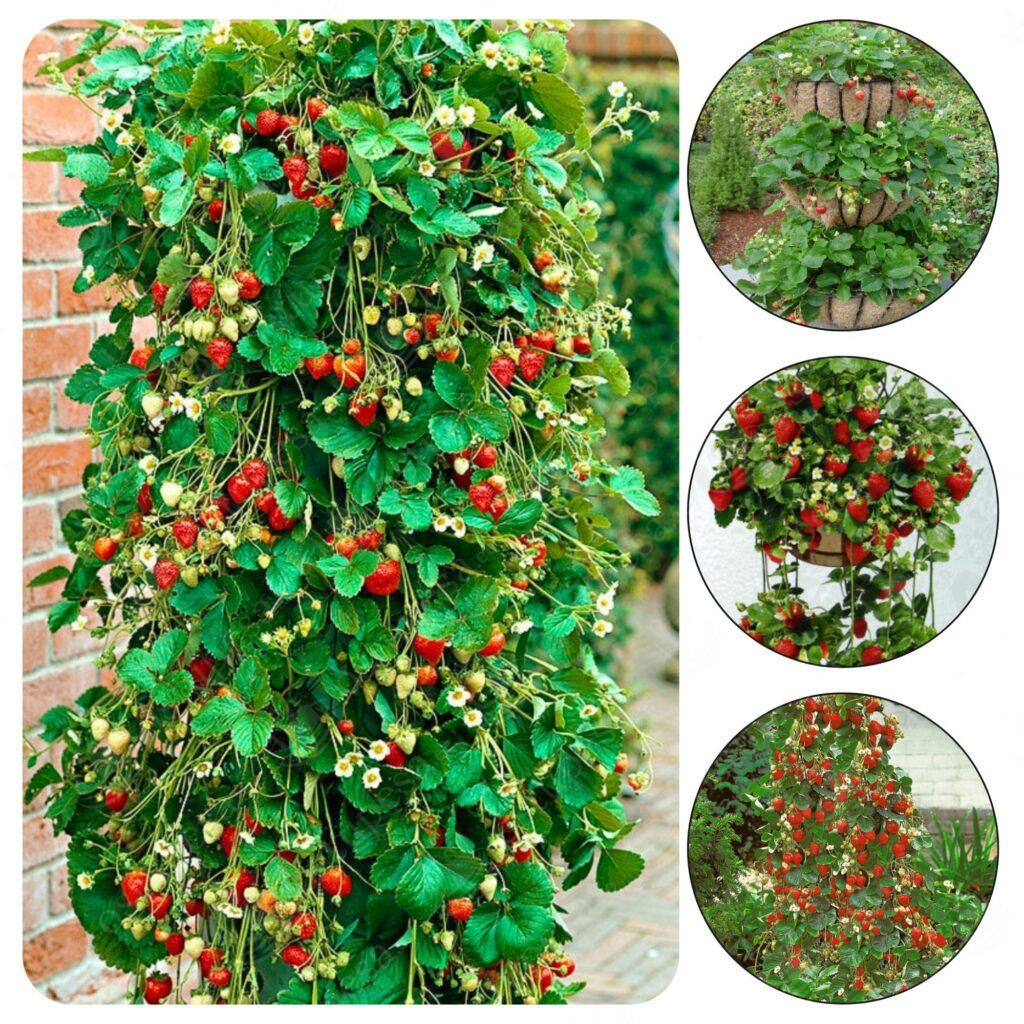 Maasikaseemned, rippuv maasikas Tresca, 2 pakki komplektis