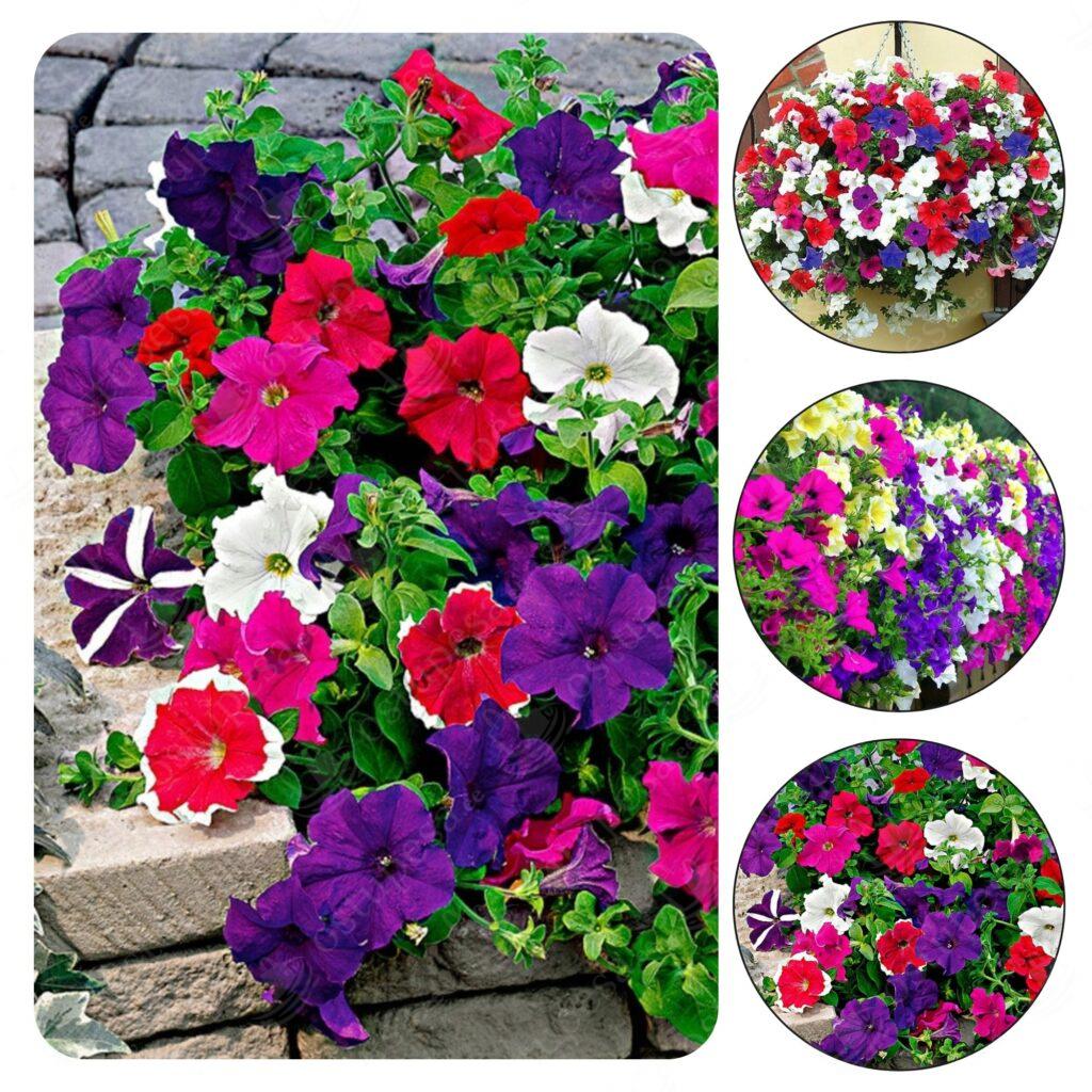 Ripp-petuunia seemned, segupakk, 500 seemet pakis