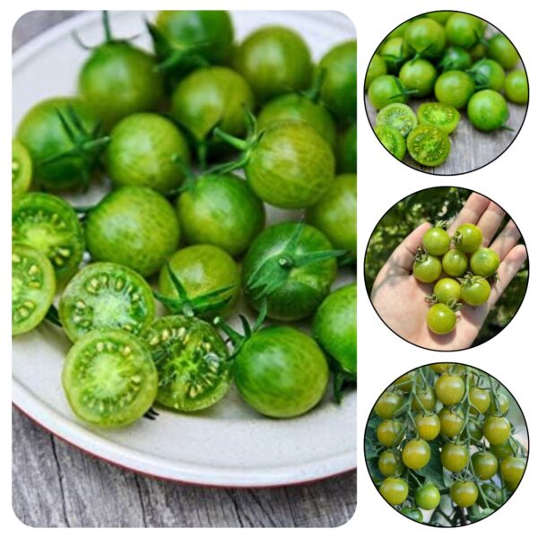 Kirsstomati seemned, Limetto