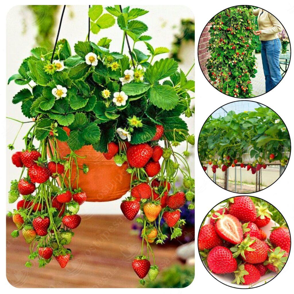 Maasikaseemned, rippuv maasikas Temptation, 2 pakki komplektis