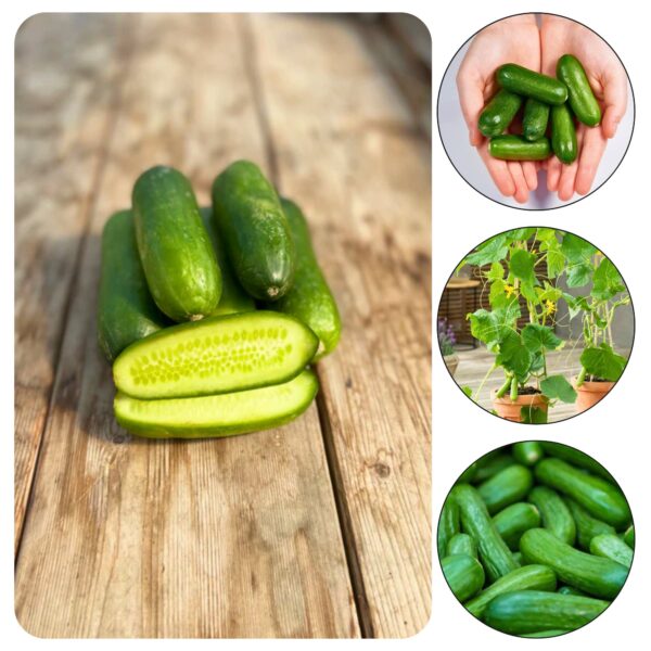 Mini-snäkikurgi seemned, Littlesnack F1