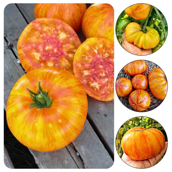 Tomatiseemned "Beauty King", 10 tk pakis