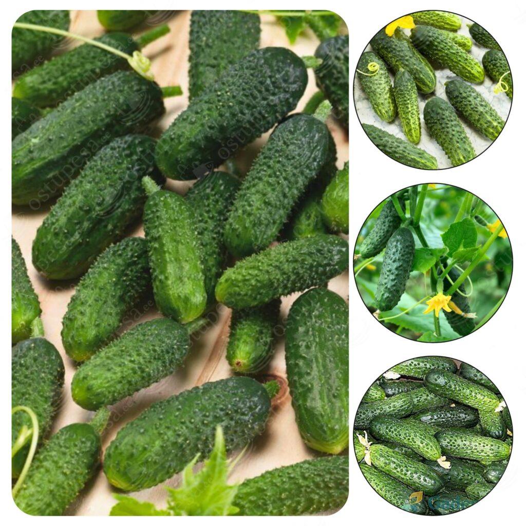 Minikurk “Artemis” F1 seemned