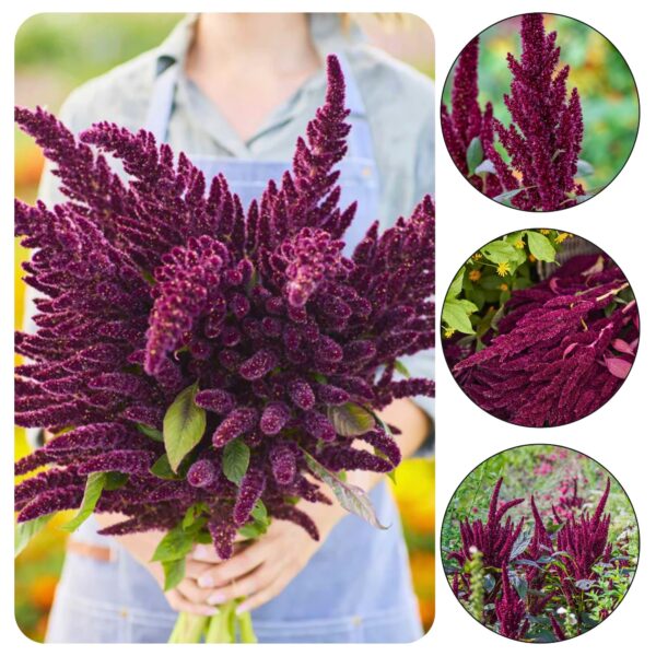 Rebashein "Pygym Torch" seemned, 0,5 g