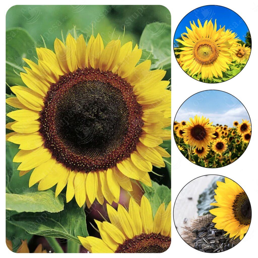 Aiapäevalille “Helianthus annuus” seemned, 2 pakki komplekis