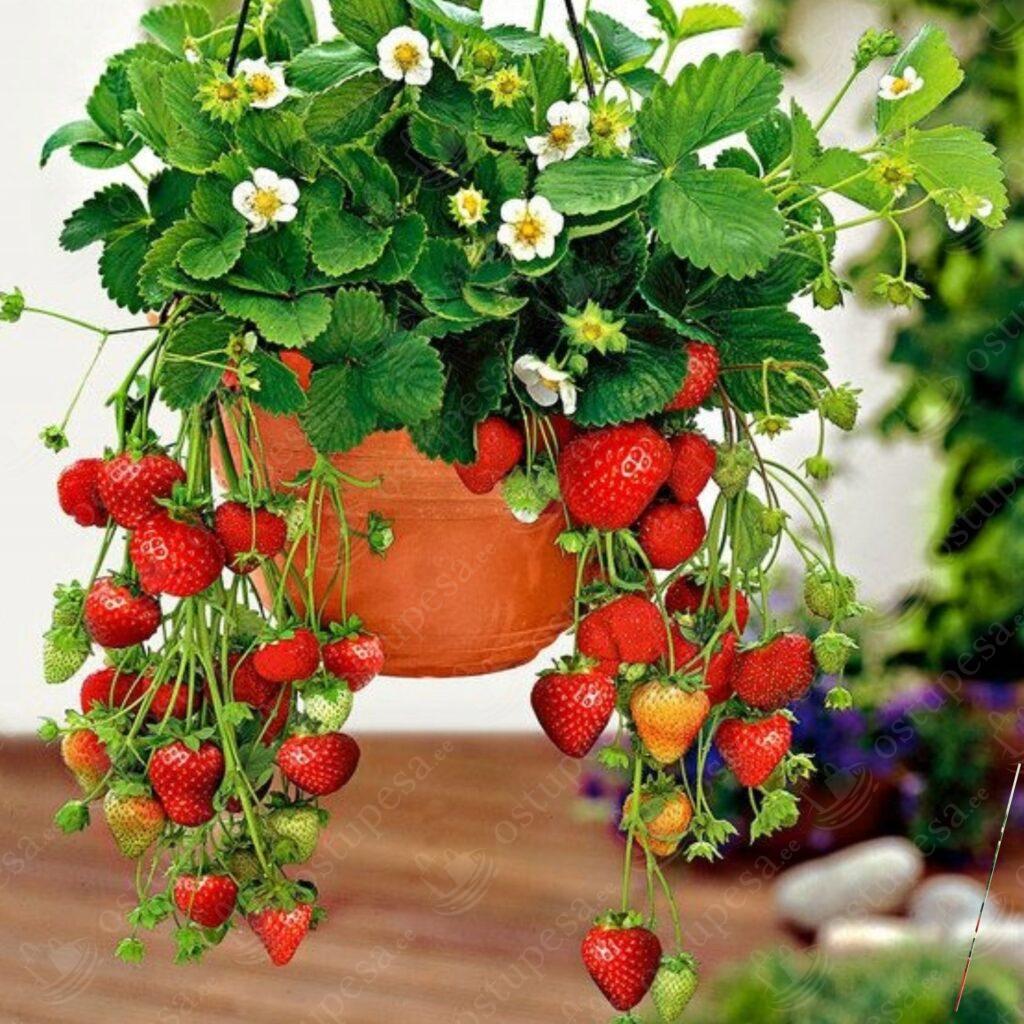 Maasikaseemned, rippuv maasikas Temptation, 2 pakki komplektis