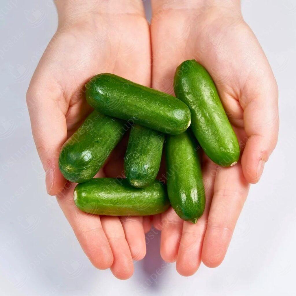 Mini-snäkikurgi seemned, Littlesnack F1