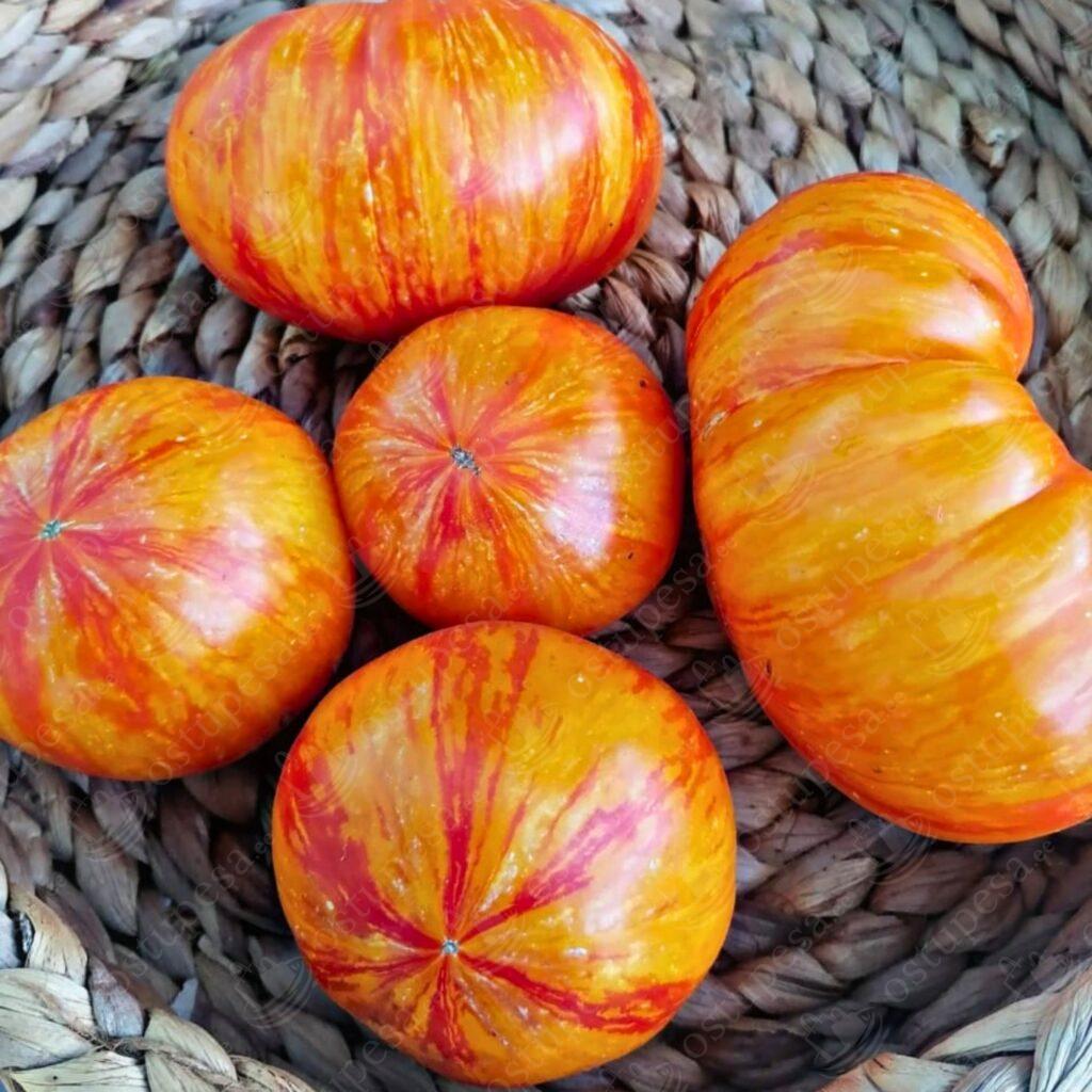 Tomatiseemned “Beauty King”, 10 tk pakis