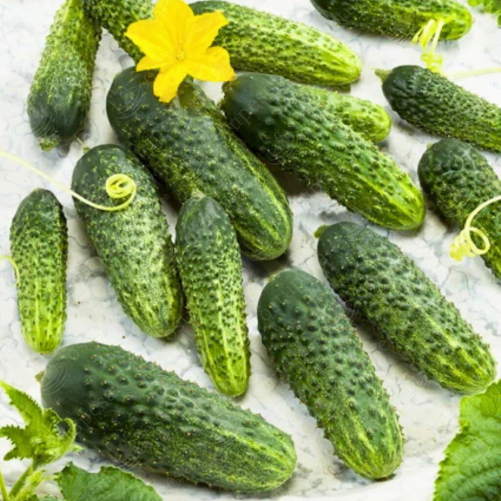 Minikurk “Artemis” F1 seemned