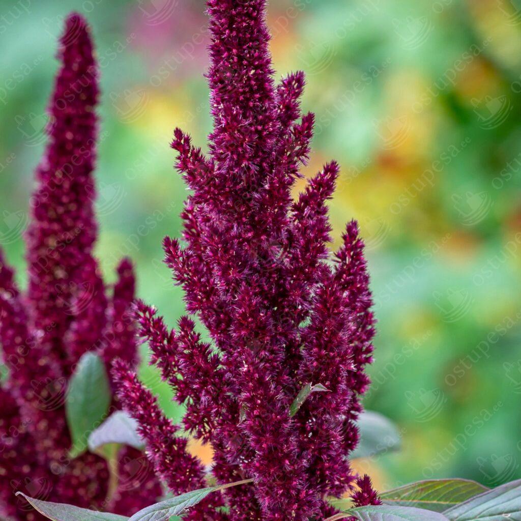 Rebashein “Pygym Torch” seemned