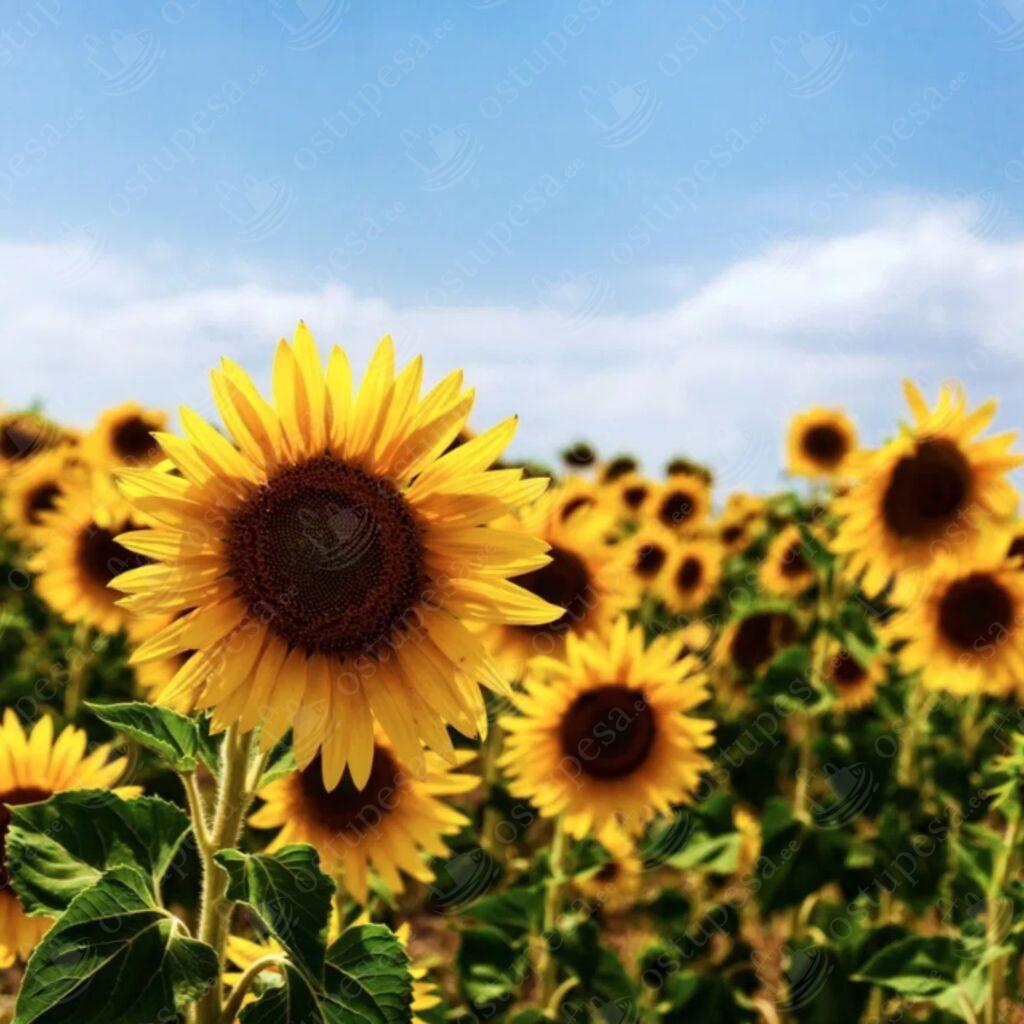 Aiapäevalille “Helianthus annuus” seemned, 2 pakki komplekis