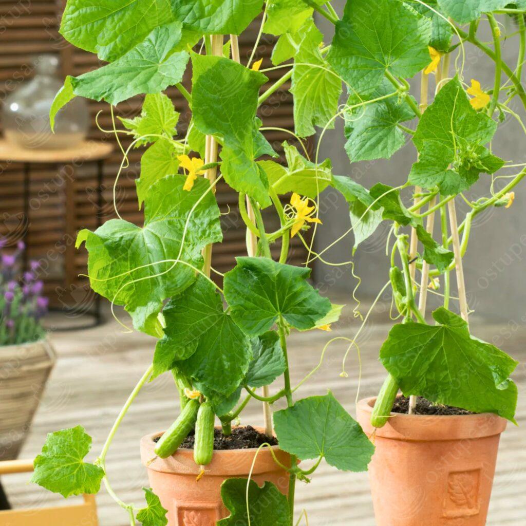 Mini-snäkikurgi seemned, Littlesnack F1